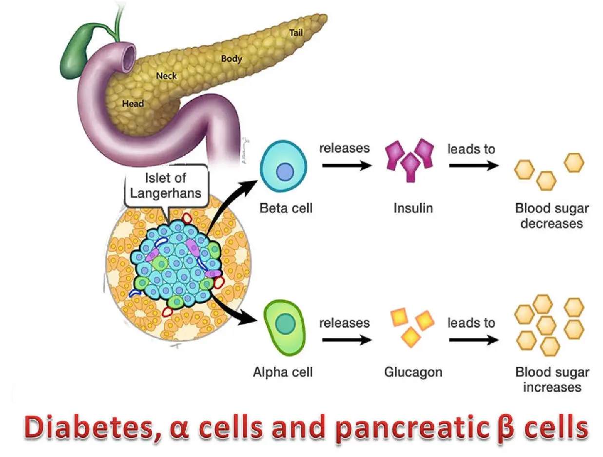 Pancreas